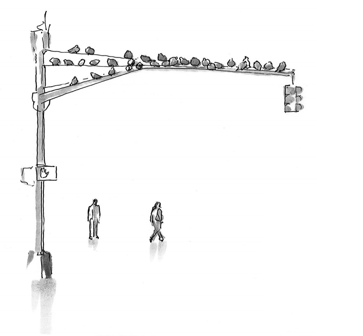 Image of two people walking in different directions under a traffic light pole lined with birds along the top